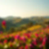 Lush green landscapes in the Meadows community